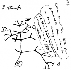 1837 sketch by Charles Darwin of an evolutionary tree. Source - Wikimedia Commons.
