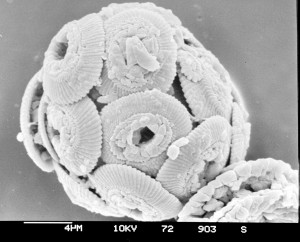 Microfossils from a sediment core. Source: , Alfred Wegener Insititute, Wikimedia Commons.