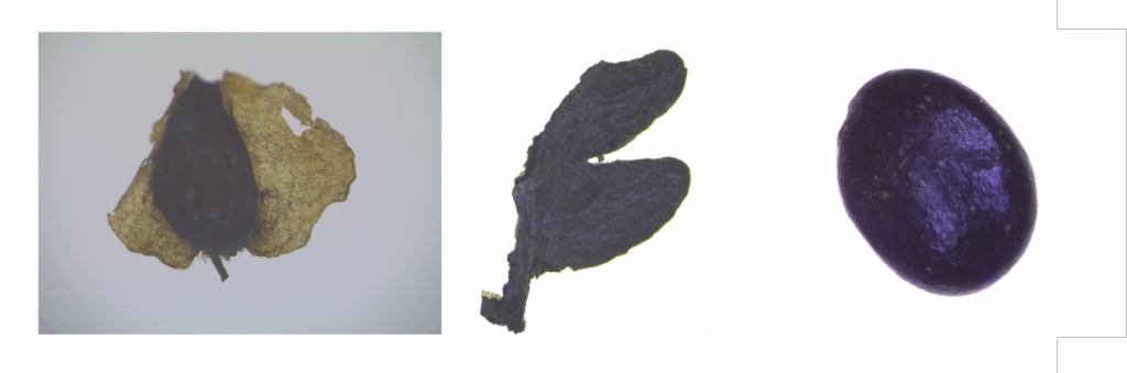 Examples of terrestrial plant macrofossils found in a sediment core extracted from Brotherswater, England. From left to right: Birch seed; leaf fragment; alder seed. Photos: D. Schillereff.