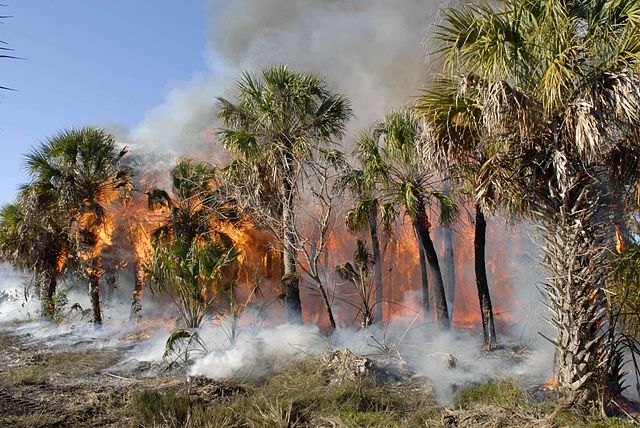 Tropical forest fire. Source: Wikicommons, Ramos Keith, public domain. 