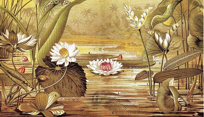 Sharing my new discovery – aquatic plants are (sometimes) suitable for radiocarbon dating!
