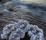 Photo of the Week – Salt Coral