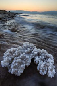Photo of the Week – Salt Coral