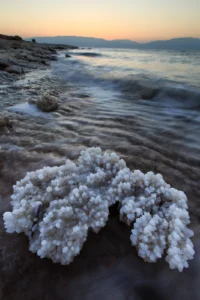 Photo of the Week – Salt Coral