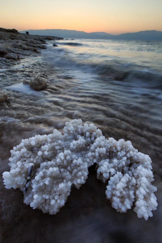 Photo of the Week – Salt Coral