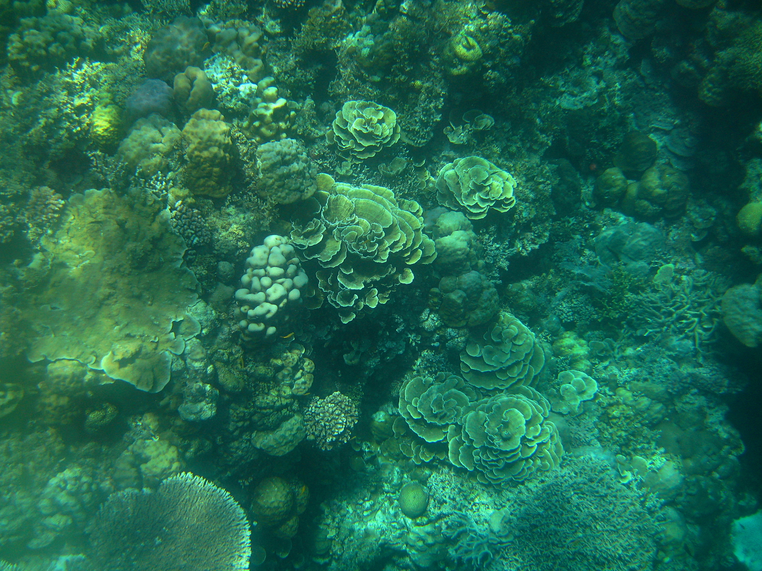 These artificial reefs are combating coral degradation