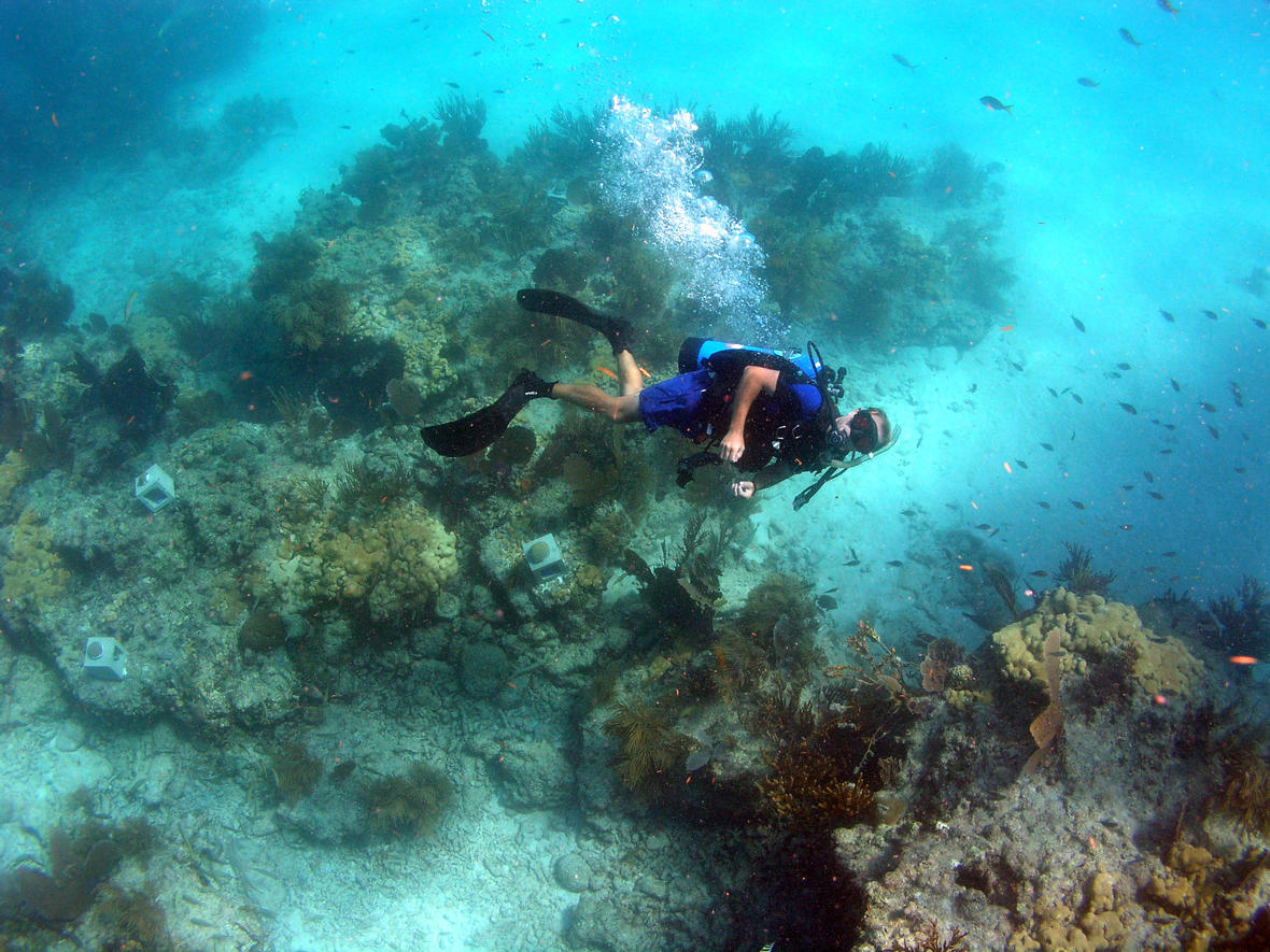 Geology For Global Development Weighing Up The Pros And Cons Of Artificial Coral Reefs