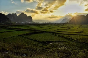 The importance of wetlands