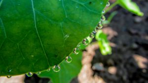rain drops on leaf
