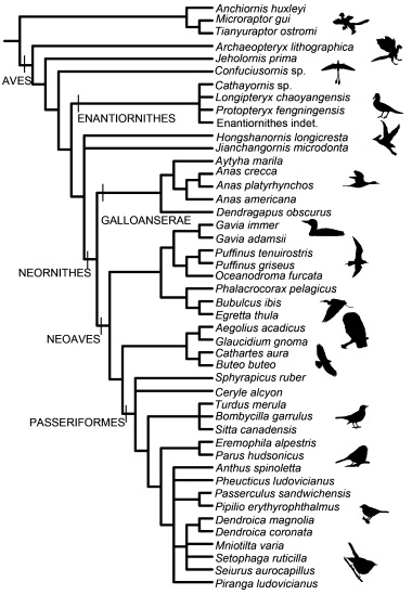 Phylogeny of the species analysed in the study (source)