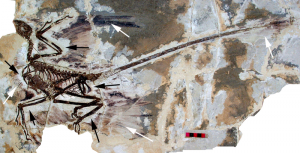 Microraptor gui is an infamous example of a feathered dinosaur (source)