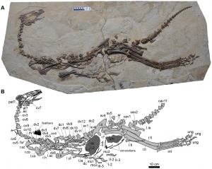 The full skelly of Jianchangossaurus - an impressive specimen! (source)