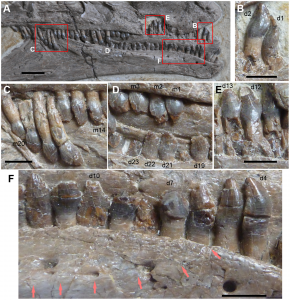 The teeth of Jianchangosaurus, closely resembling those of more primitive ornithopods or ceratopsian dinosaurs (source)