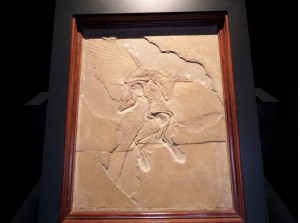 Was also fortunate enough to see the Berlin specimen of Archaeopteryx lithographica, one of the earliest birds