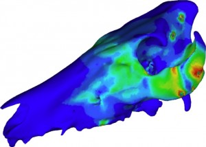 Three-dimensional Finite-Element Analysis model of the domestic pig, with the different colours representing different strains (Lautenschlager, 2013)