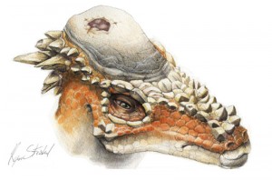 Fig.1 – A pachycephalosaur suffering an ‘ouchie’, or cranial lesion (PLoS)