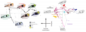 Ontogenetic shape changes in the skulls of theropods (source)