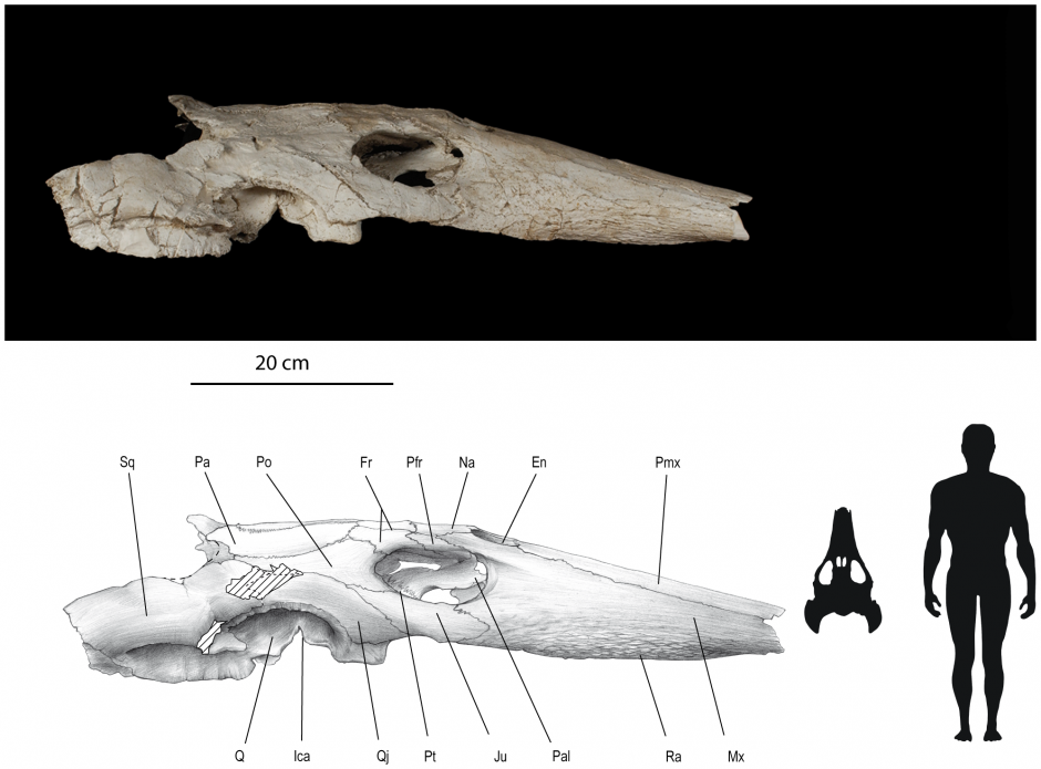 Skull of Ocepechelon, with human for scale. The long snout is pretty striking! (Bardet et al, 2013)