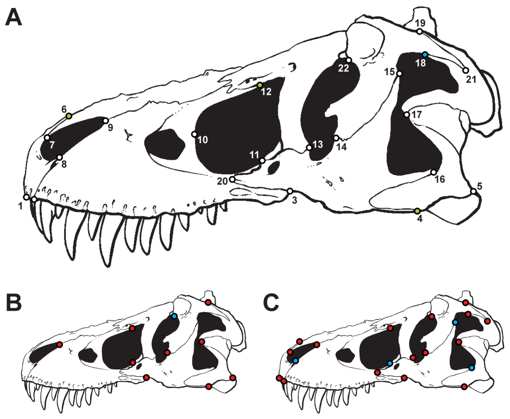 Green Tea and Velociraptors | Theropod skulls: a note of caution