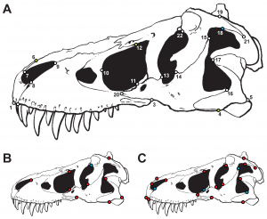 Arrangement of geometric landmarks on a Tyrannosaurus skull (Foth and Rauhut, 2013)