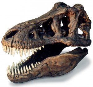 Tyrannosaurus skull! (source)