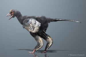 Reconstruction of Aurornis xui, a basal avialan from the Middle/Late Jurassic of China. Credit: Masato Hattori