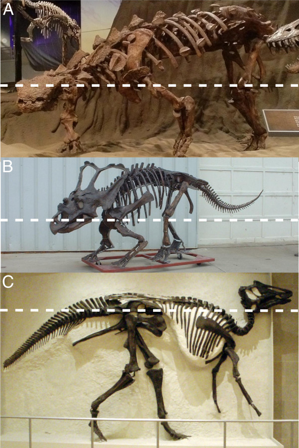 Did height have a role to play in letting different dinosaurs co-exist? (source)