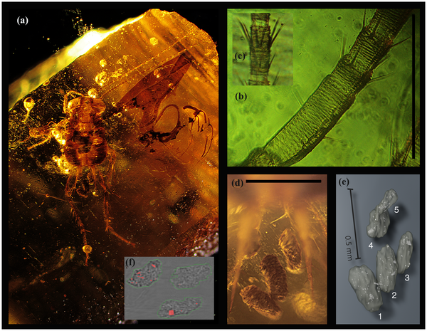 Cockroach entombed within amber, and five preserved coprolites. Scales 0,5 mm