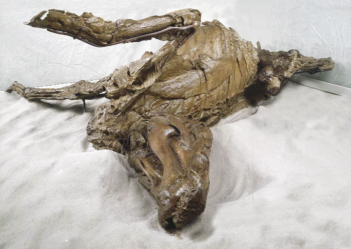 One of the infamous dinosaur mummies, a hadrosaur entombed in the flesh for 70 million years. (source)