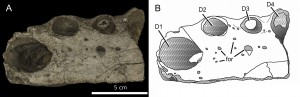 The new tethysuchian specimen, in dorsal aspect. Young et al. (2014)