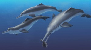An artist's recreation of Isthminia panamensis feeding on a flatfish. Many features of this new species appear similar to today’s ocean dolphins, yet the new fossil species is more closely related to the living Amazon River dolphin. Image: Julia Molnar / Smithsonian Institution
