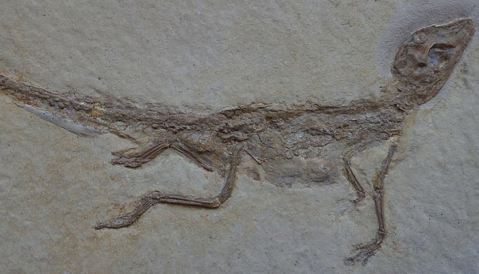 Dwarf crocodiles are the cutest, even if they’ve been dead for 150 million years..