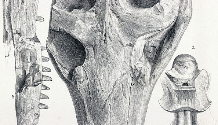 The origin of a second wave of supreme-swimming crocodiles
