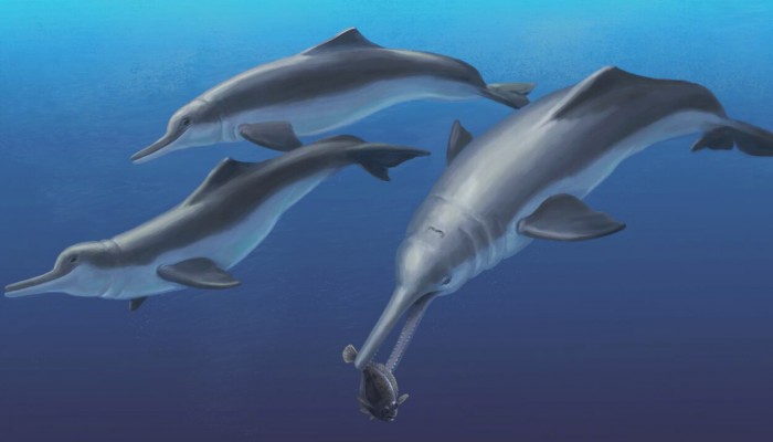 New species of ‘river dolphin’ reveals their ancient marine origins