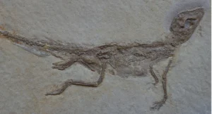 Dwarf crocodiles are the cutest, even if they’ve been dead for 150 million years..