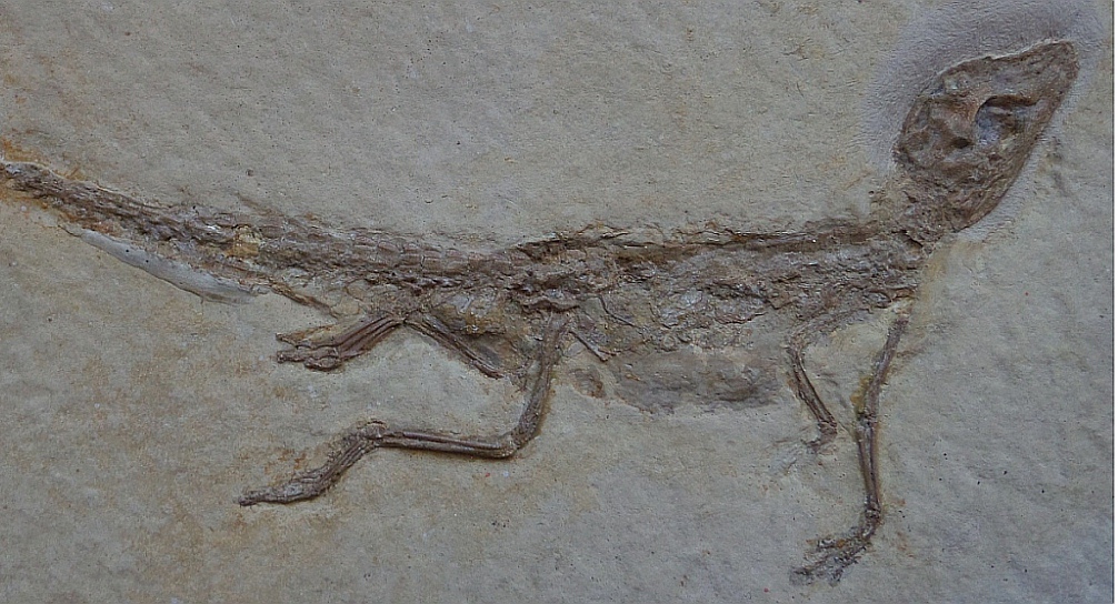 Dwarf crocodiles are the cutest, even if they’ve been dead for 150 million years..