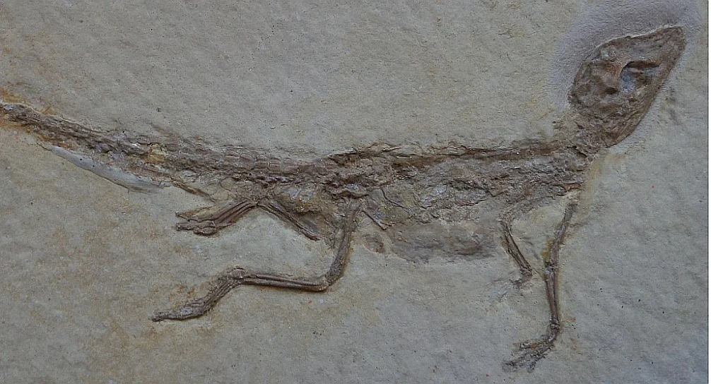 Dwarf crocodiles are the cutest, even if they’ve been dead for 150 million years..