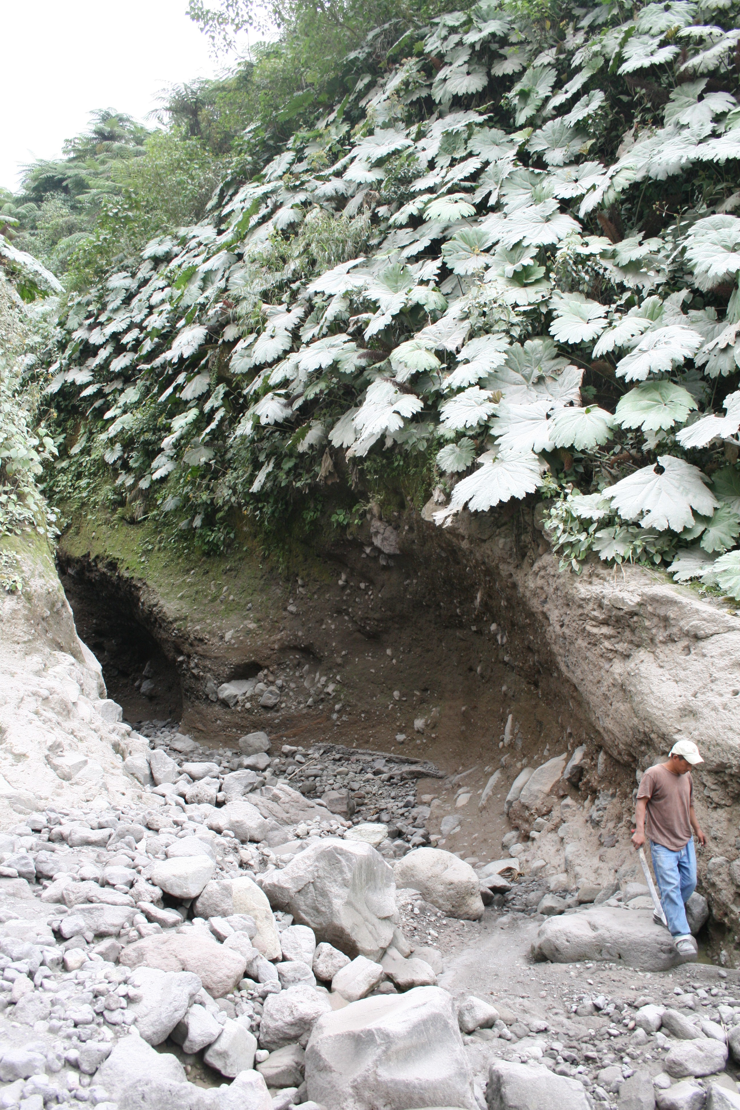 Typical deeply-incised drainage channel, high up on slopes of Santiaguito, with recent ash fall on the vegetation.