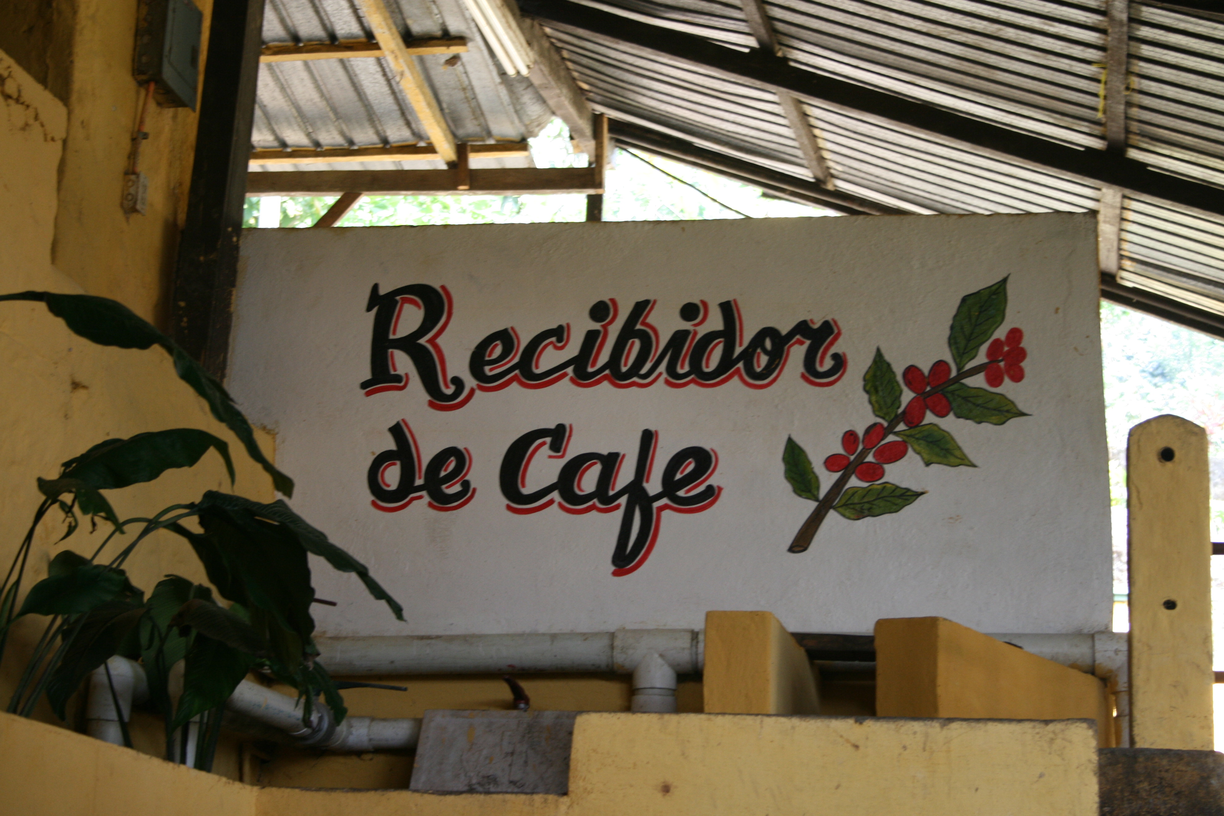 This way please.. coffee-bean receptor at Finca el Faro, on the flanks of Santa Maria volcano, Guatemala.