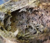 Field report: Pumice