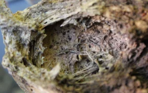 Field report: Pumice