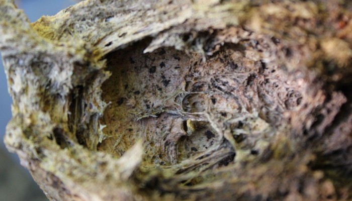 Field report: Pumice