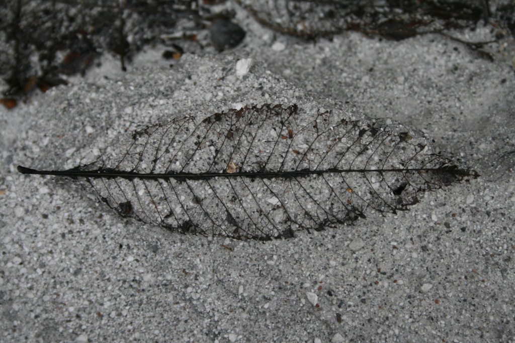 Chaiten: anniversary of an eruption
