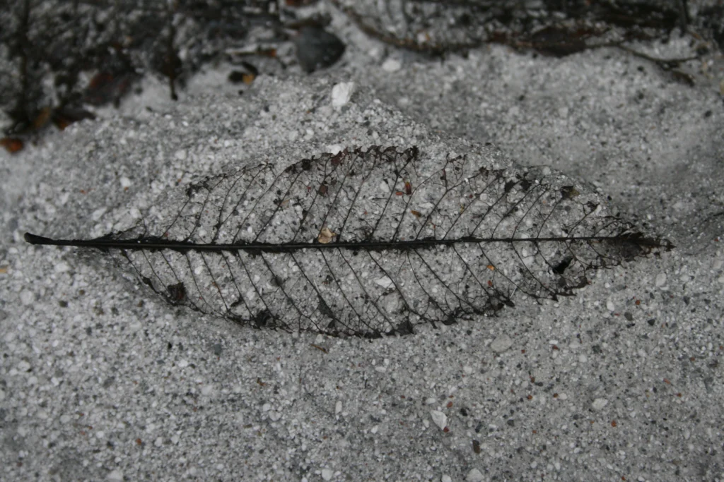 Chaiten: anniversary of an eruption