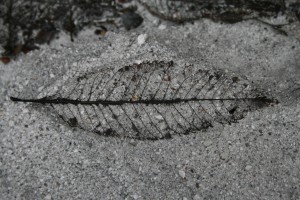Chaiten: anniversary of an eruption