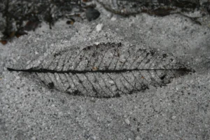 Chaiten: anniversary of an eruption