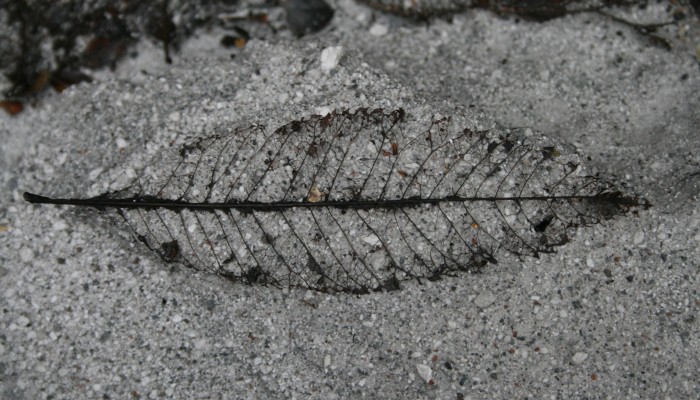 Chaiten: anniversary of an eruption