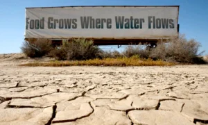 Is groundwater depletion keeping California fruit and veggies cheap during the severe drought?