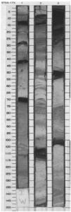 sapropel1