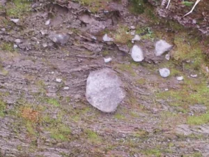 A 'dropstone' deposited in the bottomset sediments of Leenaun delta. Photo: D. Schillereff